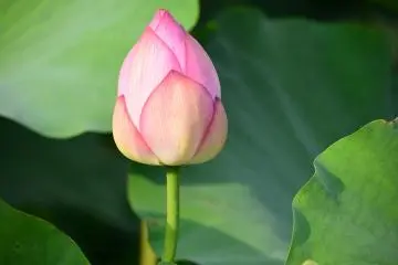 Perfect beauty