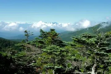 Trees, mountains and clouds