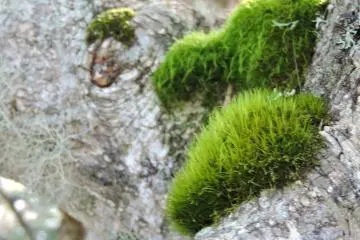 Thick cushions of moss on a tree