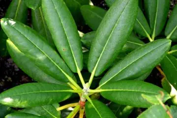 Rhododendron leaves