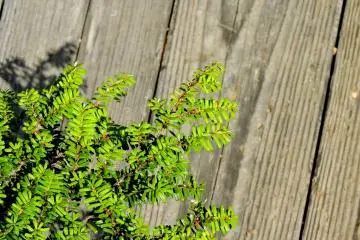 A low growing shrub