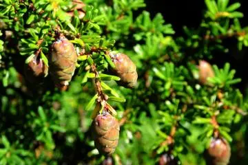 Baby pine cones