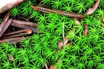 Star-like moss