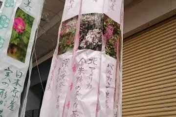 Foto bunga-bunga lokal dan deskripsinya 