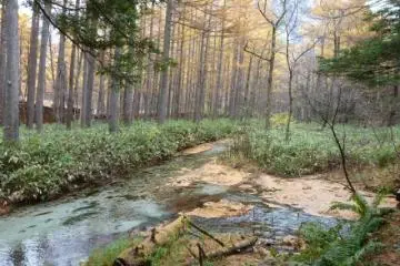 Wetlands area