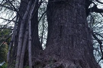 In 1996, the maidenhair tree became Tokyo’s official metropolitan tree