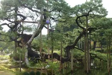 Interesting pine trees