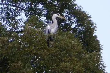 Heron sitting in a tree