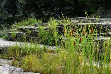 ต้น Bullrushes ขึ้นอยู่ในหนองน้ำ
