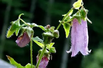Reminds me of foxgloves, but I don't think they are foxgloves