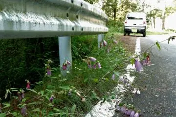 Flowers spilling over the side of the road
