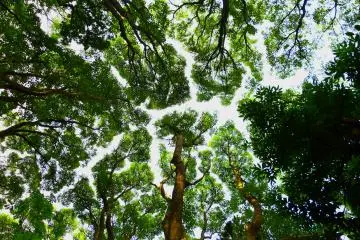 Devine-looking trees on the premises
