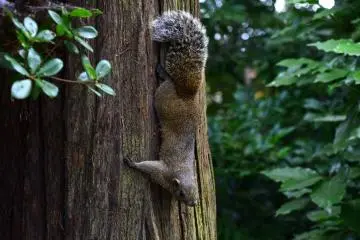 Found a wild squirrel in the woods of the shrine!