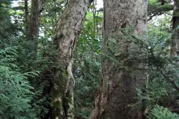 Old growth forest