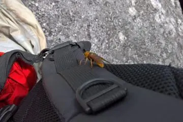 Huge horseflies in August, we didn't get bitten once