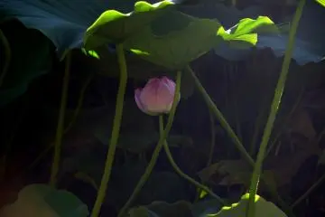 Graceful under the shade