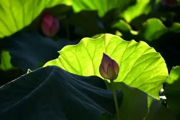 Radiant leaves and dark buds in the shadow