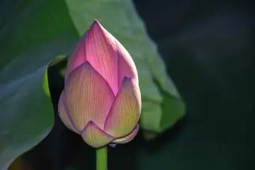 Glimmering like candle light