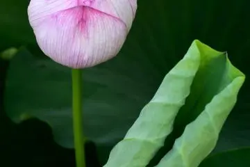 Combination of rolled-up leaf and round bud