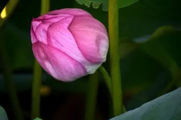 Passionate pink