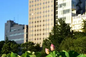 Modern buildings tower over a lotus pond