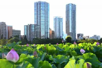 Tall buildings stand guard over pretty flowers