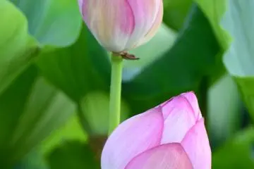 Fair beauties
