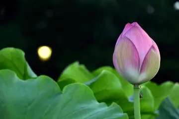 They are beautiful even in the darkness