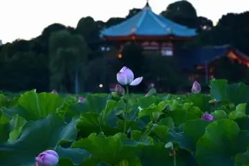 Bluish pink at twilight