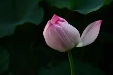 Beauty in the dark