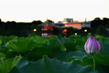 The sunset over Shinobazu pond