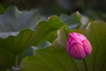 Brilliant pink