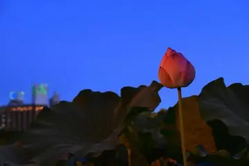 Lone lotus at twilight