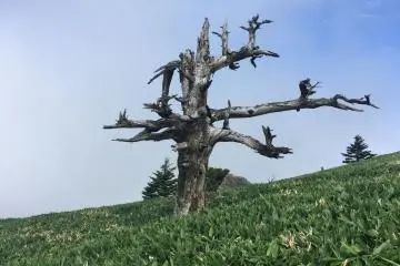 A lone tree in Kamegamori's bamboo grass