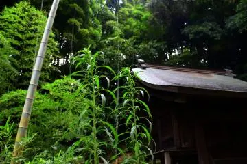 Small temple in the woods
