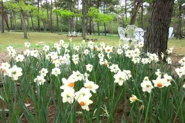Daffodils
