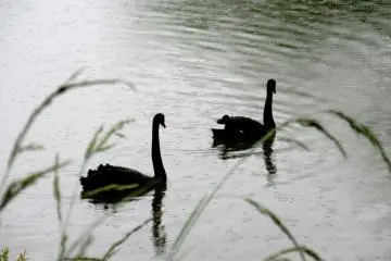 Swan river