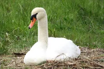 Swan's nest right by the path