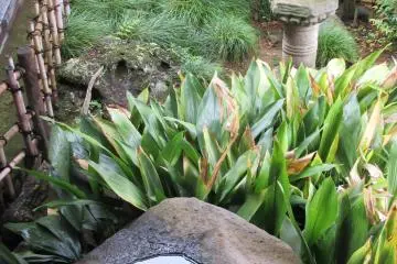 Traditional corner garden
