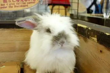 Rabbit at the petting zoo.