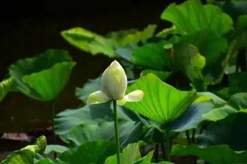 Beautiful white bud