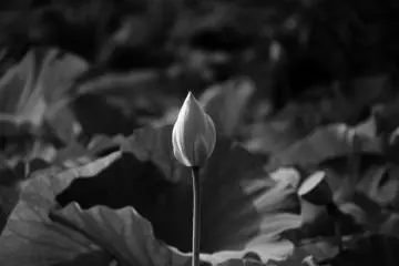 Straight bud in black & white