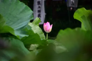 Glorious pink