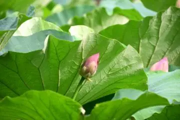 Small pink bud is so cute