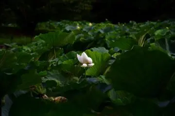 Shining in the twilight darkness