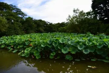 I wonder if the lotus season is already over...I could only find a few flowers in the pond