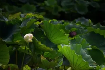 Lotus looks always dramatic