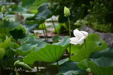 Dying beauty