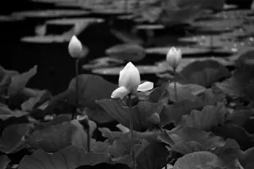 Trinity of white buds