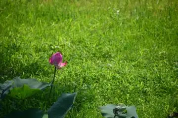 Lone lotus under the shade of a tree
